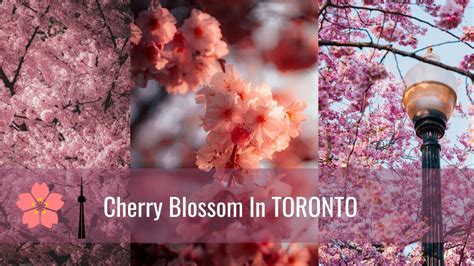 Best Places To See Cherry Blossoms In Toronto Youtube
