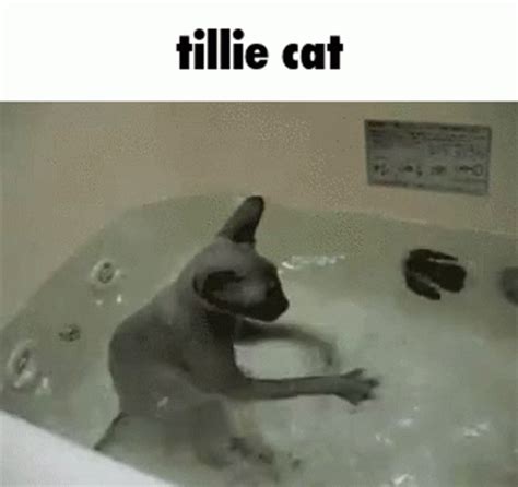 Cat Bath Gif Cat Bath Bald Cat Discover Share Gifs