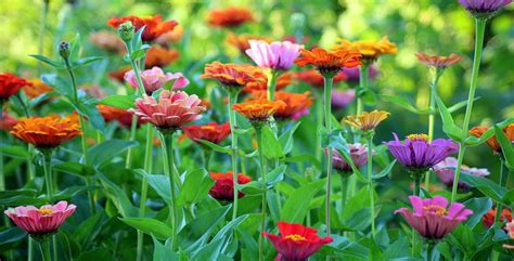 La primavera è uno dei periodi migliori per i fiori, scopriamo quali sono i fiori primaverili più belli da piantare da marzo in poi. Elenco Fiori Nomi : Alberi E Arbusti Elenco Piante Giardinaggio Mobi : Ti offro gratuitamente un ...