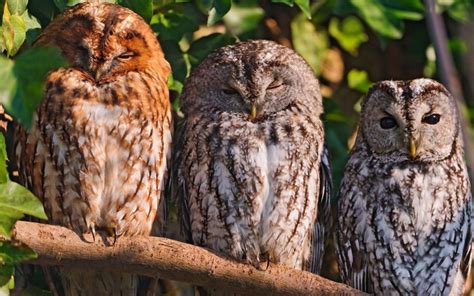 1680x1050 Owls Birds Predators Sit Wallpaper  Coolwallpapersme