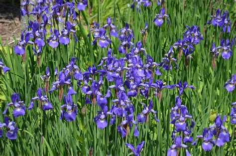 Easy To Care Siberian Iris What Grows There Hugh Conlon
