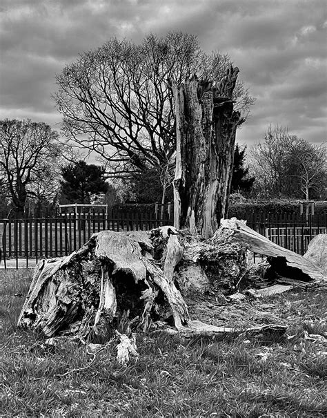 Fallen Tree Fallen Tree Decaying Andy Lomax Flickr