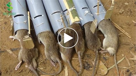 Clever Years Old Boy Create The Most Efficient Rat Trap In The World Using Only A Few Pvc