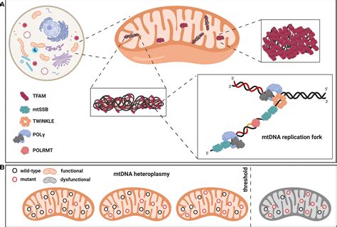 Mitochondrial Dna Copy Number In Human Disease The More The Better