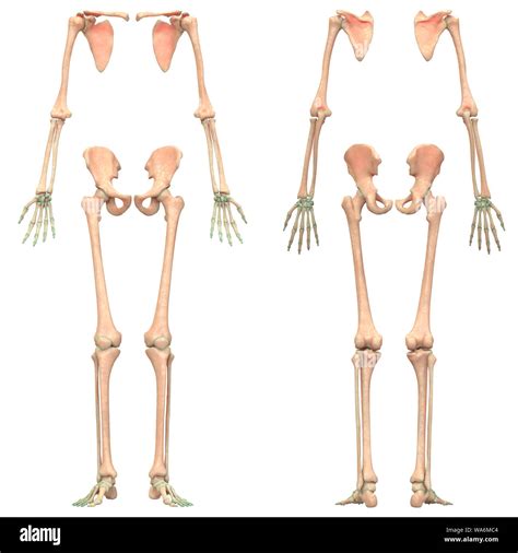 Esqueleto Humano Esqueleto Apendicular Anatomía Del Sistema Fotografía