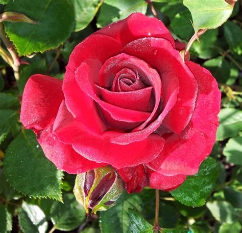 Flavored, scented, or colored with or like. Beginner's Rose List « Minnesota Rose Society