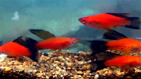 red wag swordtail youtube