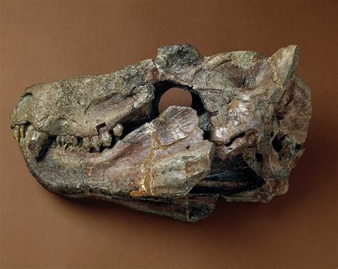 Cynognathus Synapsid Skull Fossil Photograph By Natural History Museum