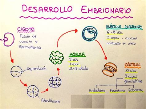 Esquema Del Desarrollo Embrionario ¡fotos And Guía 2021