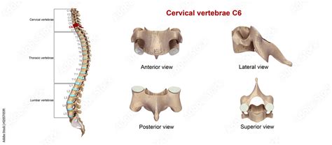 Cervical Vertebrae C6 Stock Illustration Adobe Stock