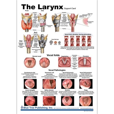 Larynx Anatomical Chart