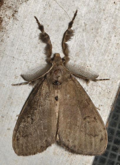 Moth With Long Front Legs Orgyia Bugguidenet