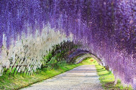 Hd Wallpaper Purple Lavender Japan Wisteria Flower Tunnel Kawachi Fuji Gardens Wallpaper