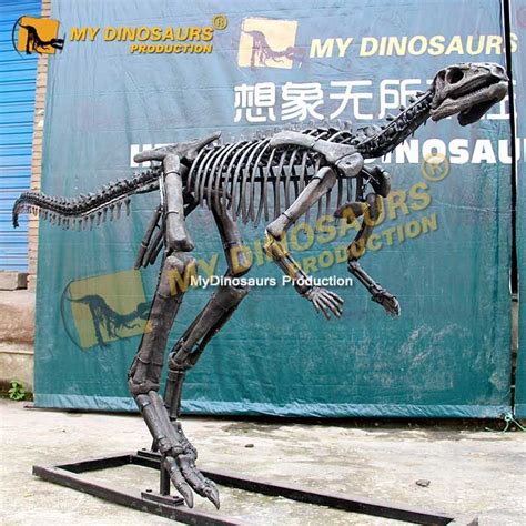 Ds 194 Dryosaurus Dinosaur Skeleton For Sale My Dinosaurs