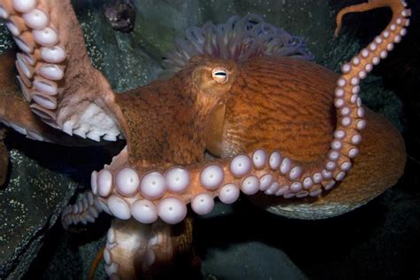 Cephalopods Thrive In Warm Oceans Why Are Octopuses And Squids Taking