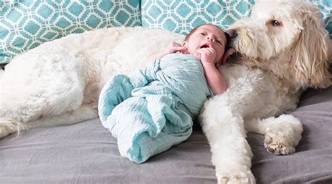 Adorable Dog And Baby Photos Thatll Melt Your Heart