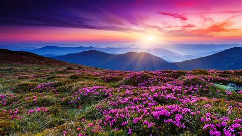 Pink Rhododendron Flowers On A Summer Mountain Carpathian Ukraine