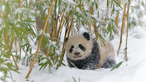 First Wild Giant Panda Caught On Camera In 2021 Cgtn