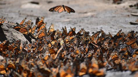 Eastern Monarch Population Decreased In Winter 202324 Uw Arboretum