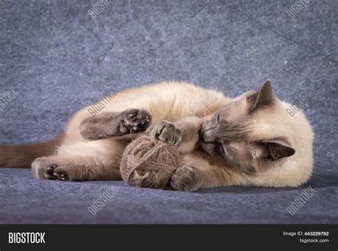 Thai Siamese Cat Lies Image And Photo Free Trial Bigstock