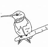 Hummingbird Hummingbirds Kids Ruby Activities Throated Perching Coloring Pages Fun Book Facts Guide sketch template