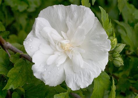 Hibiscus Syriacus White Chiffon® Rose Of Sharon