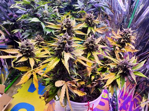 Sonoma Seeds Purple Kush Autoflower Grow Journal Harvest11 By Growdiaries