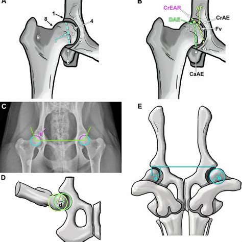 Anatomy Of Canine Hip Dysplasia Notes A C Canine Hip Extended