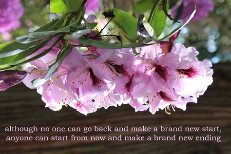 Azalea Flowers Inspirational Quotes For 2018 Beautiful Flowers