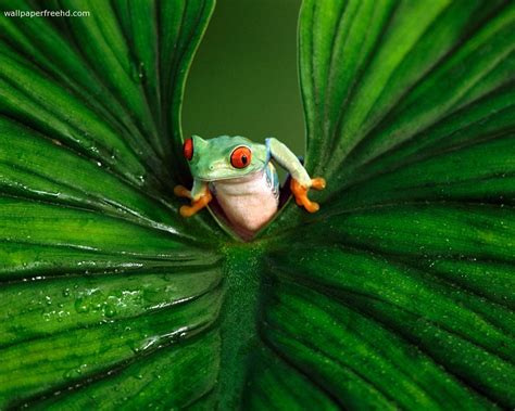 Free Download Red Eyed Tree Frog Wallpaper Hd Background Wallpaper