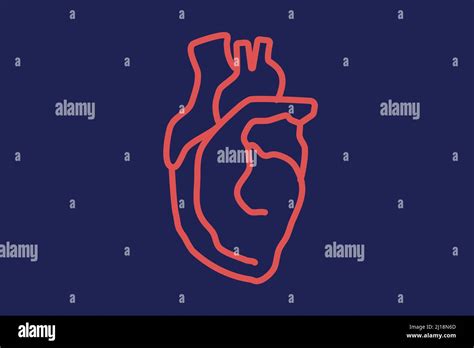 Heart Organ Illustration Human Heart Anatomy Line Art Color Icon