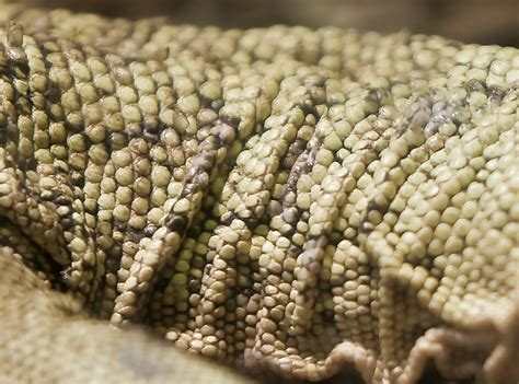 Reptile Scaly Skin I Visited The Riverbanks Zoo And Garden Flickr