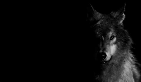 73 Dark Wolf Wallpaper Wallpapersafari