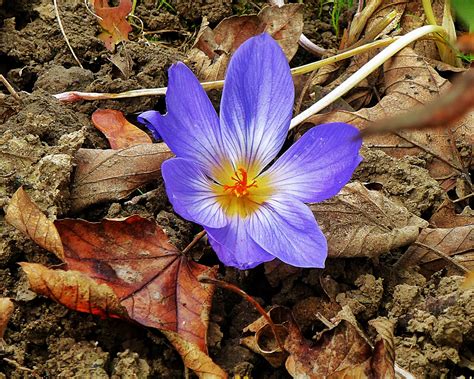 Hitta perfekta herbstzeitlose bilder och redaktionellt nyhetsbildmaterial hos getty images. Herbstzeitlose Foto & Bild | jahreszeiten, herbst, blüten ...