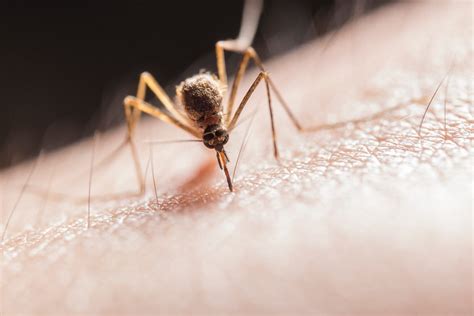 Mosquito Bite Allergy Understanding The Symptoms And Treatment Tamil