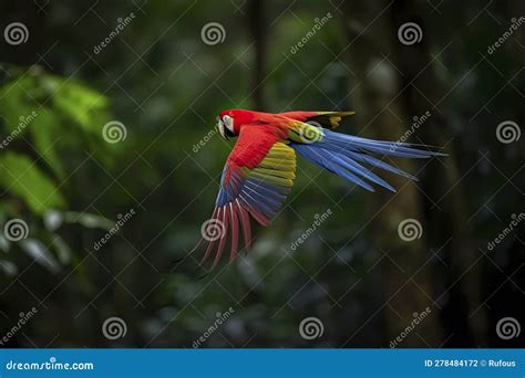 Red Hybrid Parrot In Forest Macaw Parrot Flying In Dark Green