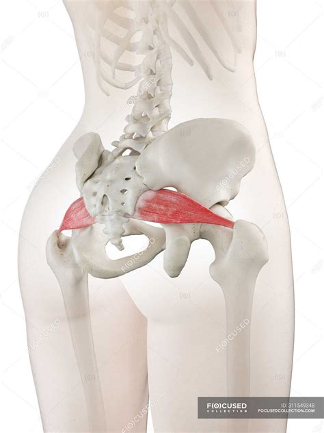 Female Body Model With Detailed Piriformis Muscle Digital Illustration