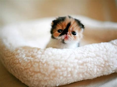 Самый Милый Котик Фото Telegraph