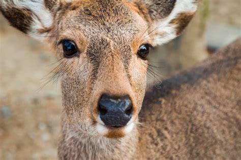 Female Sika Deer At Nara Stock Photo Image Of Animal 47976198