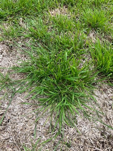 Crabgrass Or Fescue Grass Ask Extension