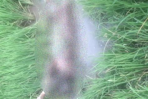 Womans Naked Body Found Dumped In Ganjam Village Pragativadi