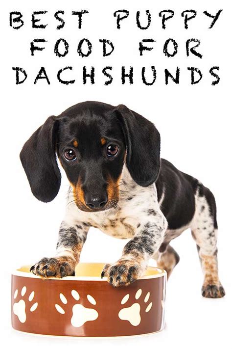 Understanding a dachshund's food requirements. Best Puppy Food for Dachshunds