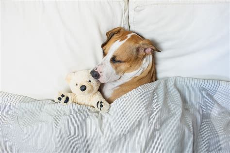 Sometimes, it's difficult for their owners to read their body language and determine the meaning behind the mouth. How Many Hours a Day Do Dogs Sleep? | Reader's Digest