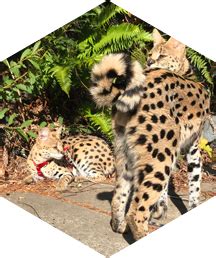 For an exotic couch cheetah email us for information about our incredible. Home | Welcome to Savannah Canada