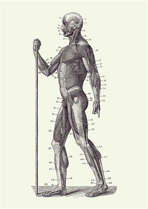 Dual View Human Muscle System Vintage Anatomy Drawing By Vintage