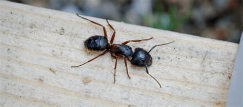 What Are The Big Black Ants In My Home Abc Blog