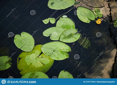 Water Lily Plants On The Lake Swamp With Water Lilies Stock Photo