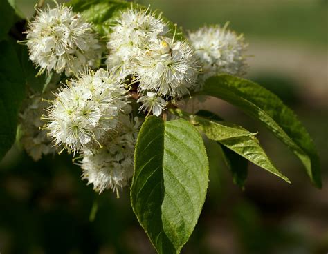 Prunus Maackii Caragh Nurseries