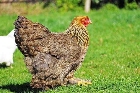 Brahma Chicken The King Of Poultry Breed Profile And Care Guide