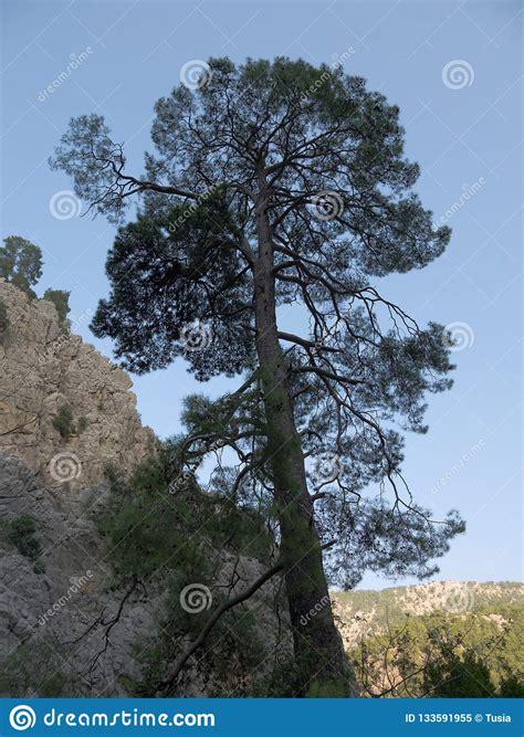 Antalya Goynuk Canyon Beautiful Mountain With Trees Pine In National